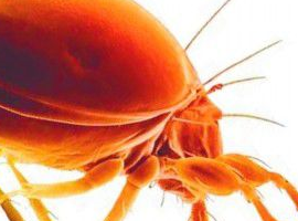 如果有痘痘，你脸上就有4000多只螨虫